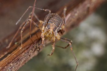 Media type: image;   Invertebrate Zoology 49771
